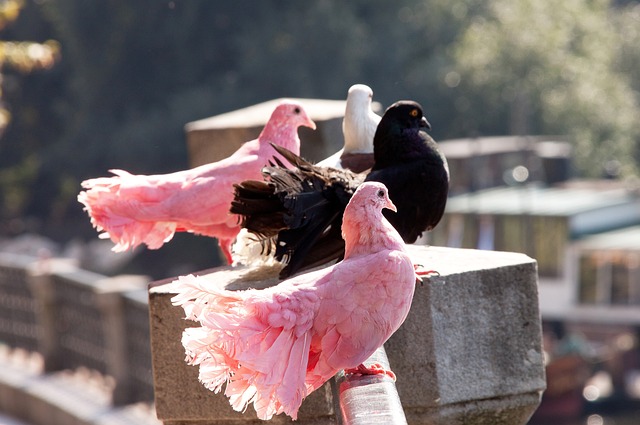 克洛普的教 克洛普的教